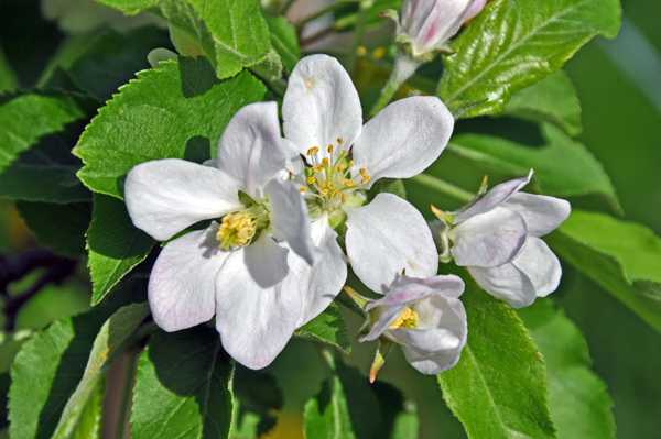 Apfel Brand 